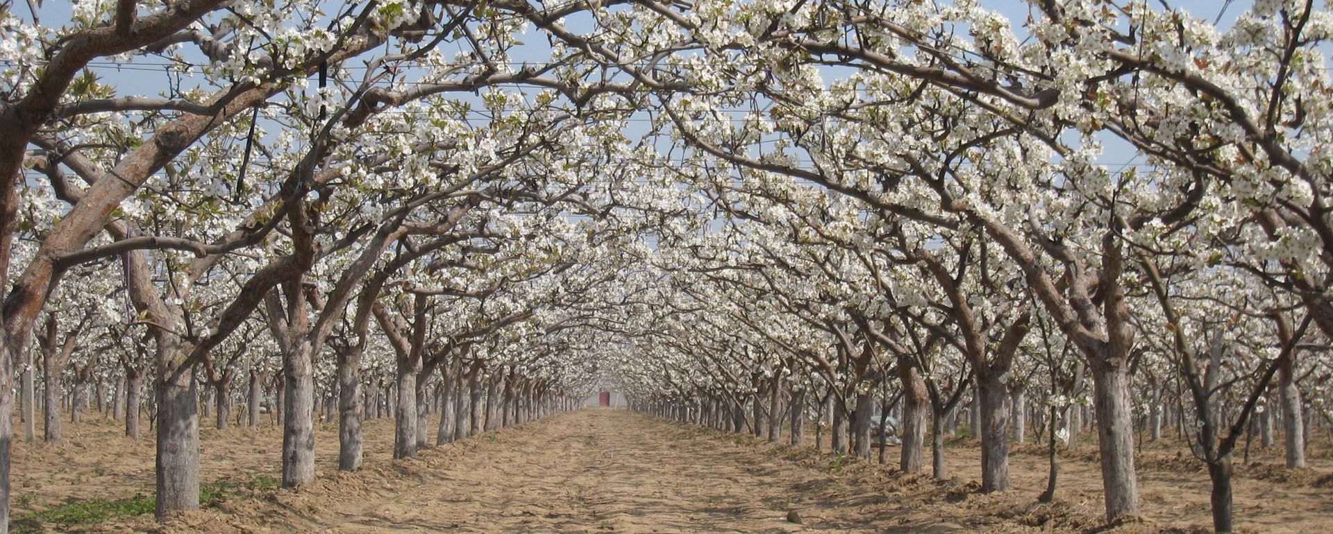 Pear trees